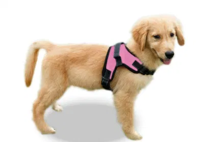 Weiches, sanftes, atmungsaktives Netz-Hundegeschirr für Welpen, XS, kleine, mittelgroße und große Hunde